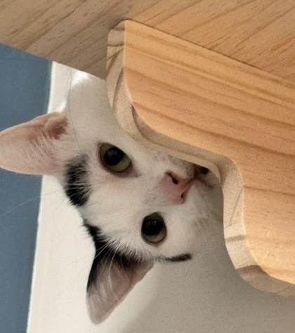 Finley, an adoptable Domestic Short Hair in Hastings, MN, 55033 | Photo Image 3