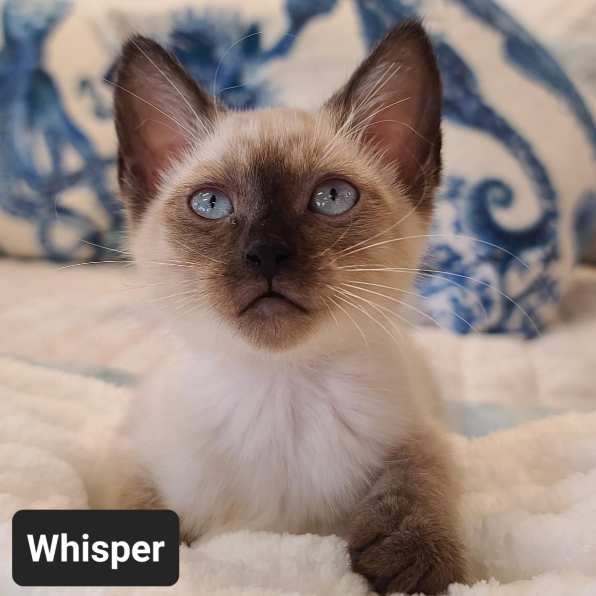 Whisper, an adoptable Ragdoll, Siamese in St. Augustine, FL, 32084 | Photo Image 1