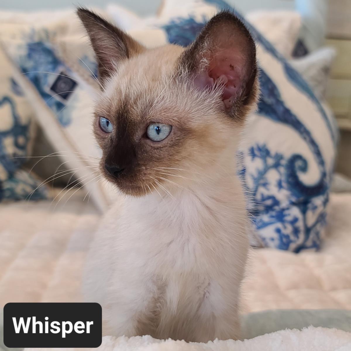 Whisper, an adoptable Ragdoll, Siamese in St. Augustine, FL, 32084 | Photo Image 2