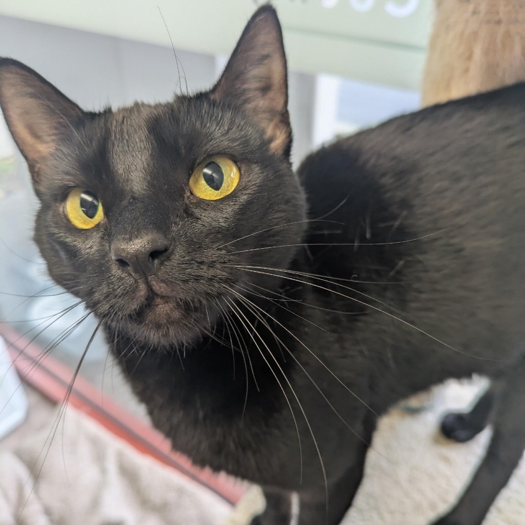 Leia, an adoptable Domestic Short Hair in Santa Rosa, CA, 95403 | Photo Image 1