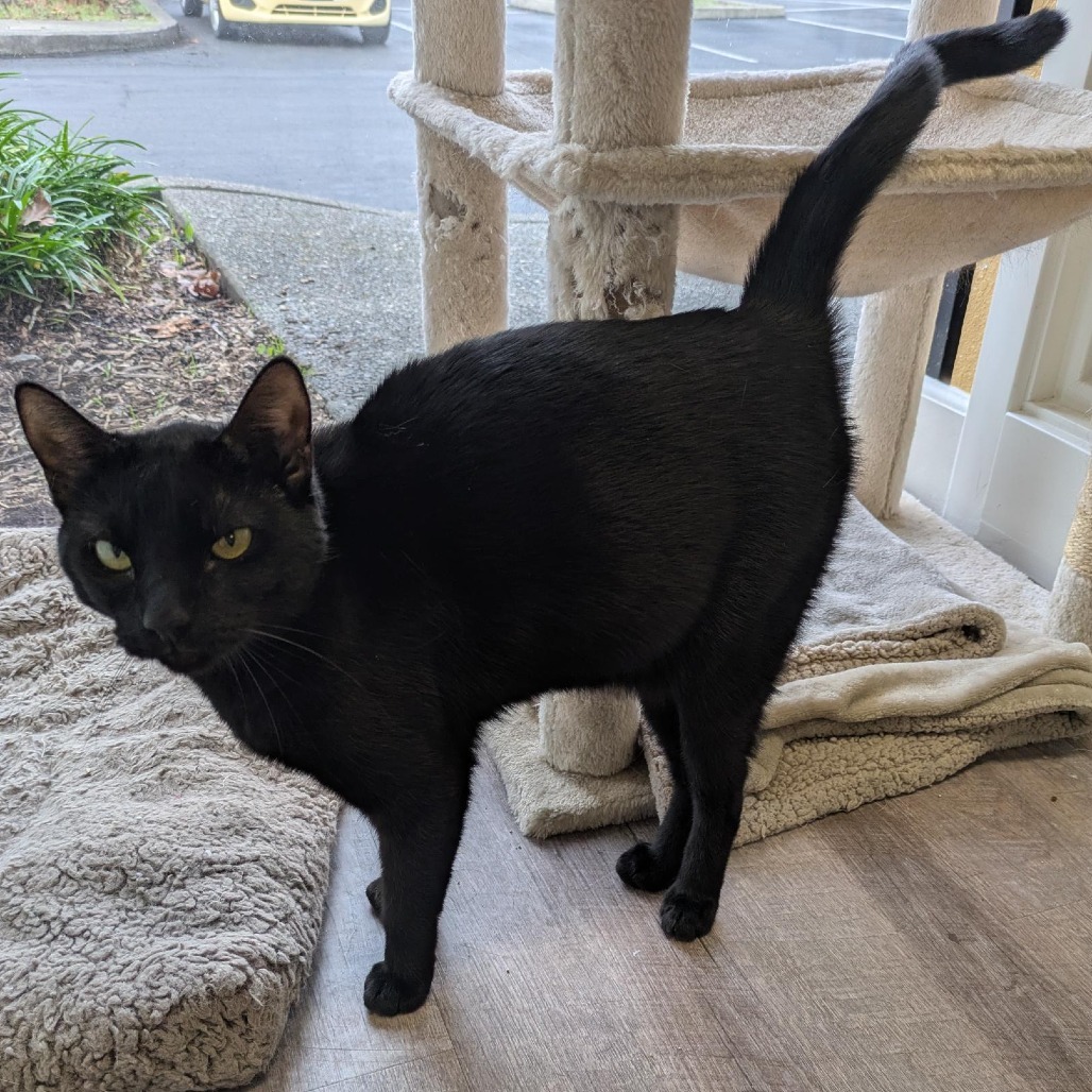 Leia, an adoptable Domestic Short Hair in Santa Rosa, CA, 95403 | Photo Image 2