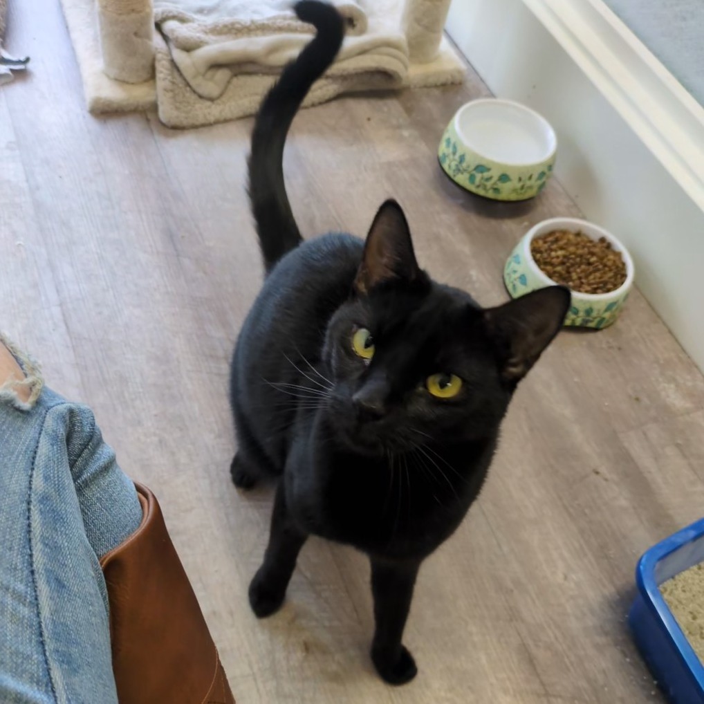 Leia, an adoptable Domestic Short Hair in Santa Rosa, CA, 95403 | Photo Image 3