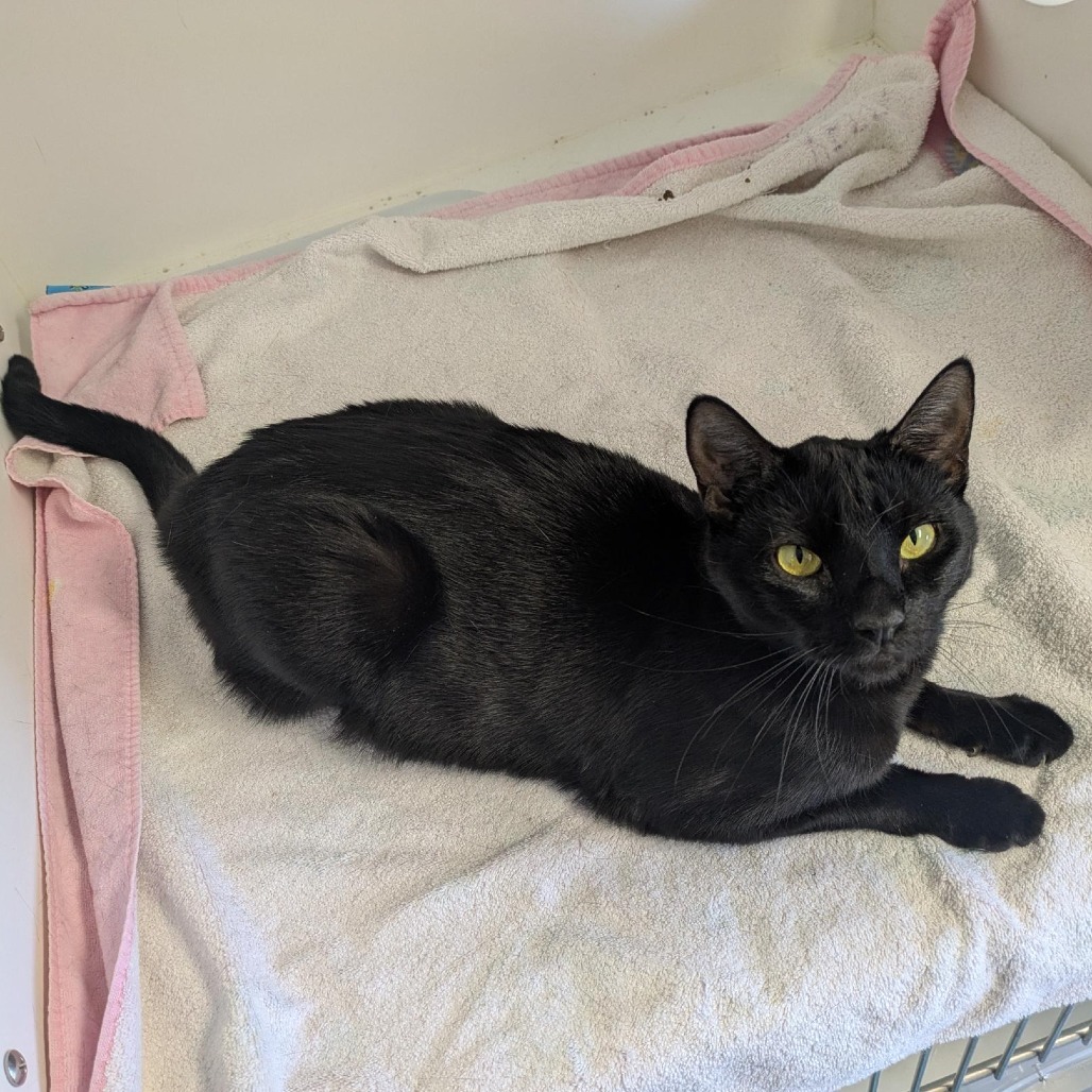 Leia, an adoptable Domestic Short Hair in Santa Rosa, CA, 95403 | Photo Image 4