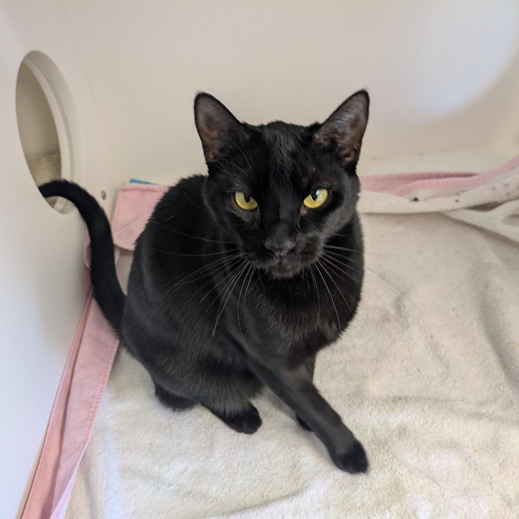 Leia, an adoptable Domestic Short Hair in Santa Rosa, CA, 95403 | Photo Image 6
