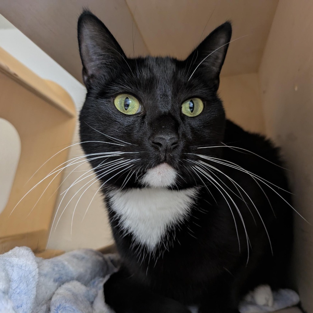 Luke, an adoptable Domestic Short Hair in Santa Rosa, CA, 95403 | Photo Image 1