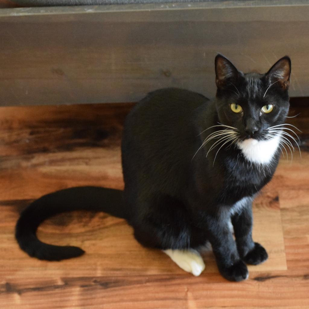 Luke, an adoptable Domestic Short Hair in Santa Rosa, CA, 95403 | Photo Image 2