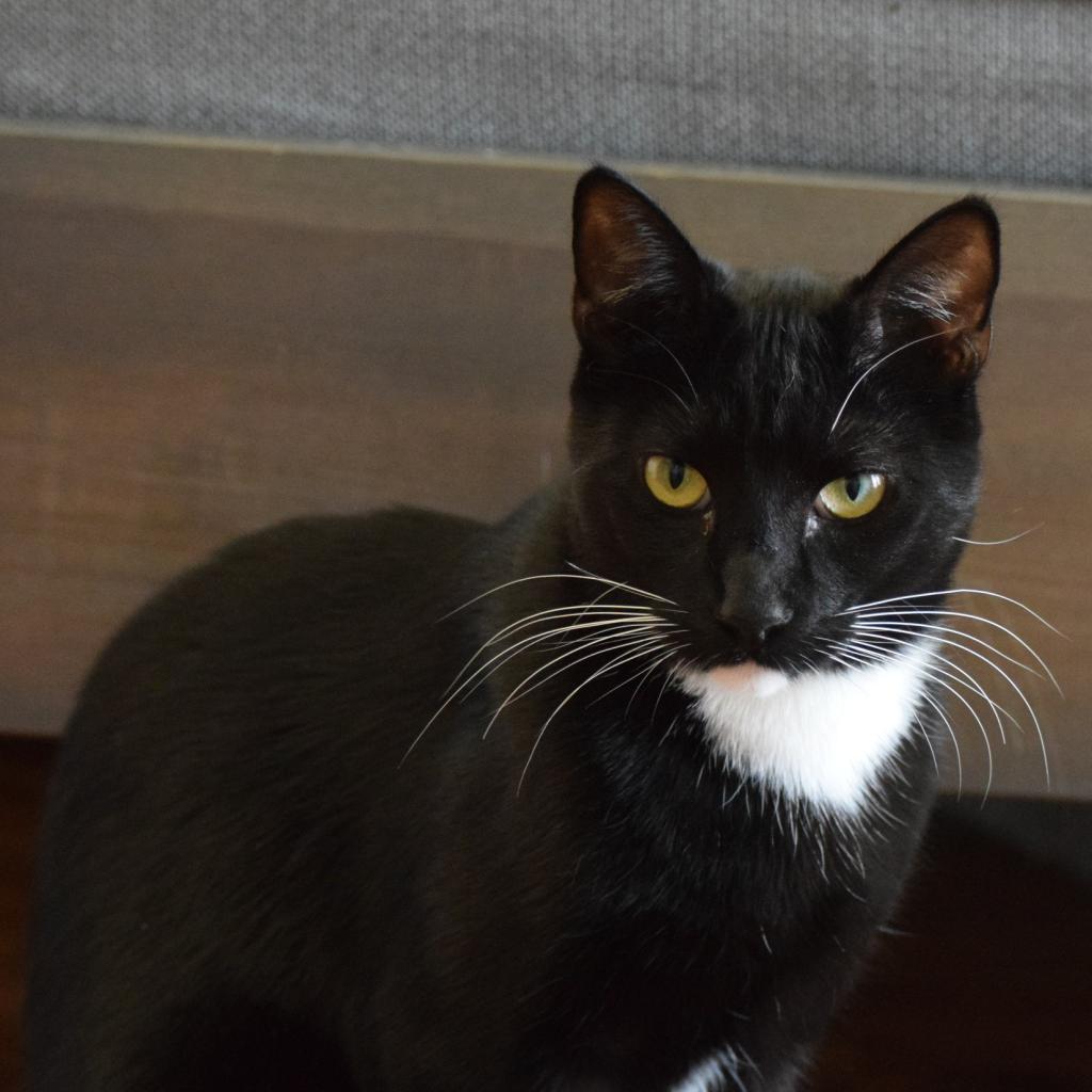 Luke, an adoptable Domestic Short Hair in Santa Rosa, CA, 95403 | Photo Image 3
