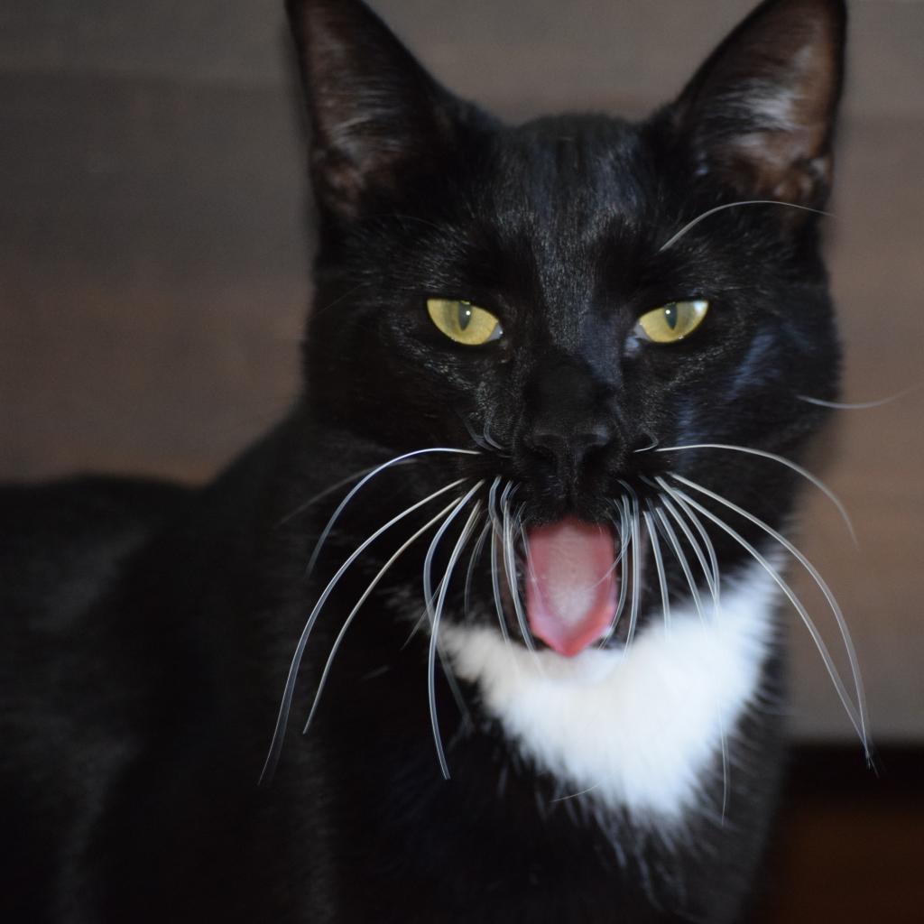 Luke, an adoptable Domestic Short Hair in Santa Rosa, CA, 95403 | Photo Image 4