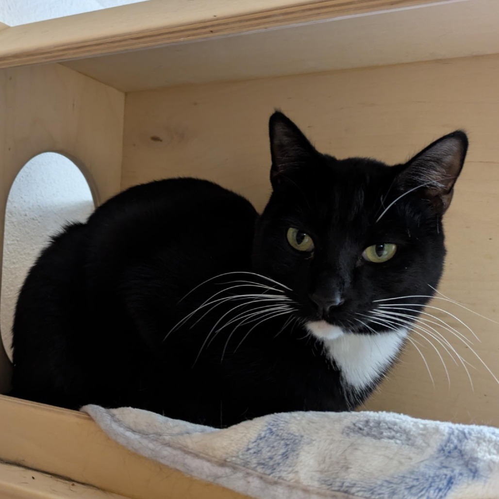 Luke, an adoptable Domestic Short Hair in Santa Rosa, CA, 95403 | Photo Image 5