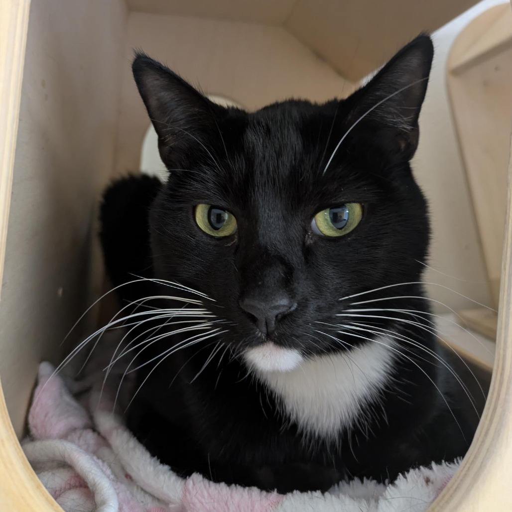 Luke, an adoptable Domestic Short Hair in Santa Rosa, CA, 95403 | Photo Image 6