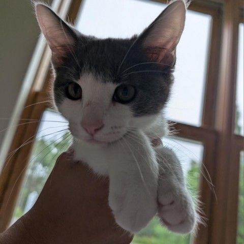 Clarence, an adoptable Domestic Short Hair in Thomaston, ME, 04861 | Photo Image 1