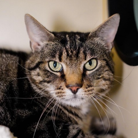 Tommy, an adoptable Domestic Short Hair in Thomaston, ME, 04861 | Photo Image 1