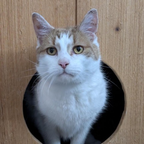 Tony, an adoptable Domestic Short Hair in Thomaston, ME, 04861 | Photo Image 1