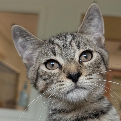 Cricket, an adoptable Domestic Short Hair in Thomaston, ME, 04861 | Photo Image 1