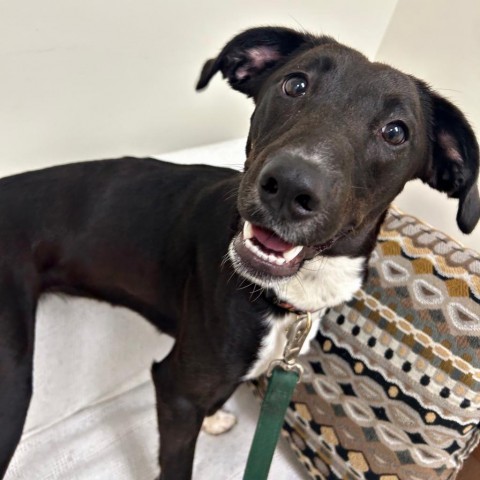 Hadley, an adoptable Mixed Breed in Thomaston, ME, 04861 | Photo Image 1