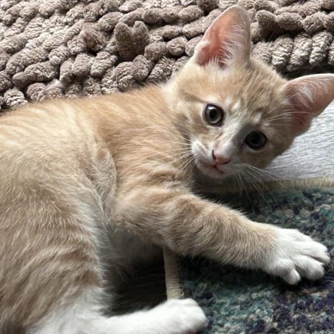 Oliver, an adoptable Domestic Short Hair in Midland, TX, 79703 | Photo Image 1