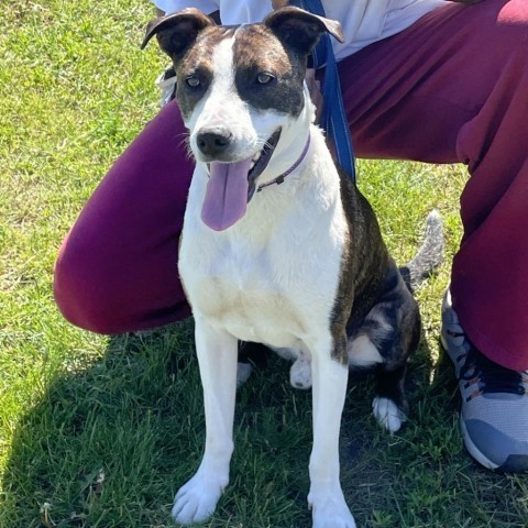 Cognac 240250, an adoptable Mixed Breed in Escanaba, MI, 49829 | Photo Image 2