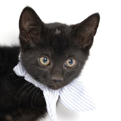 Oleander, an adoptable Domestic Short Hair in Caldwell, ID, 83607 | Photo Image 2