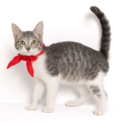 Adeline, an adoptable Domestic Short Hair in Caldwell, ID, 83607 | Photo Image 1