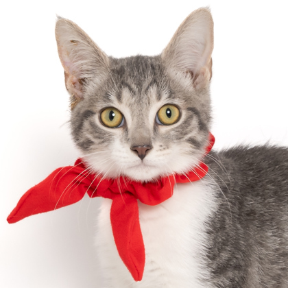 Adeline, an adoptable Domestic Short Hair in Caldwell, ID, 83607 | Photo Image 2