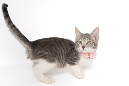 Adeline, an adoptable Domestic Short Hair in Caldwell, ID, 83607 | Photo Image 3