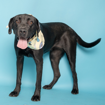 Jane, an adoptable Labrador Retriever, Mixed Breed in Caldwell, ID, 83607 | Photo Image 1