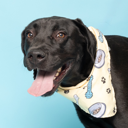 Jane, an adoptable Labrador Retriever, Mixed Breed in Caldwell, ID, 83607 | Photo Image 2