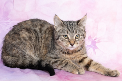 Christy, an adoptable Domestic Short Hair in Caldwell, ID, 83607 | Photo Image 1