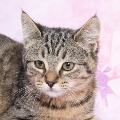 Christy, an adoptable Domestic Short Hair in Caldwell, ID, 83607 | Photo Image 2