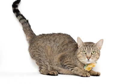 Geraldine Blackfoot, an adoptable Domestic Short Hair in Caldwell, ID, 83607 | Photo Image 1