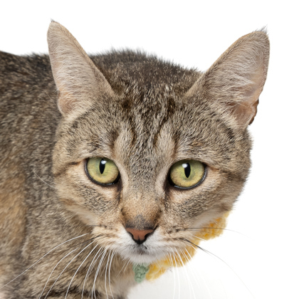 Geraldine Blackfoot, an adoptable Domestic Short Hair in Caldwell, ID, 83607 | Photo Image 2