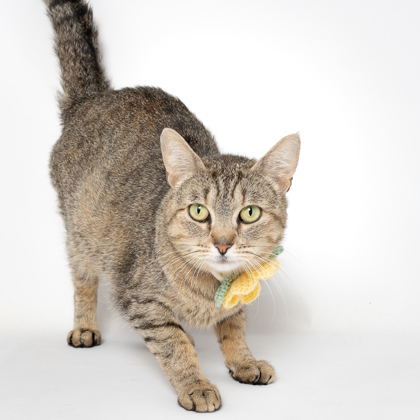 Geraldine Blackfoot, an adoptable Domestic Short Hair in Caldwell, ID, 83607 | Photo Image 3