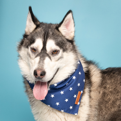 Snowshoe Sam, an adoptable Siberian Husky, Mixed Breed in Caldwell, ID, 83607 | Photo Image 1