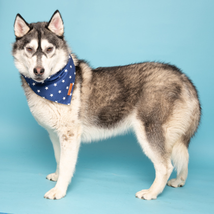 Snowshoe Sam, an adoptable Siberian Husky, Mixed Breed in Caldwell, ID, 83607 | Photo Image 2