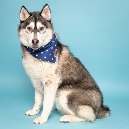 Snowshoe Sam, an adoptable Siberian Husky, Mixed Breed in Caldwell, ID, 83607 | Photo Image 3