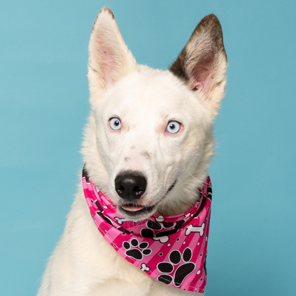 Sierra, an adoptable Border Collie, Mixed Breed in Caldwell, ID, 83607 | Photo Image 1