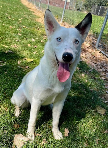 Sierra, an adoptable Border Collie, Mixed Breed in Caldwell, ID, 83607 | Photo Image 2