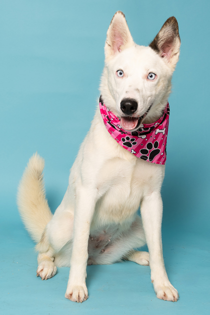 Sierra, an adoptable Border Collie, Mixed Breed in Caldwell, ID, 83607 | Photo Image 3