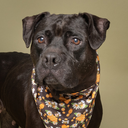 Zara, an adoptable Pit Bull Terrier, Mixed Breed in Caldwell, ID, 83607 | Photo Image 1