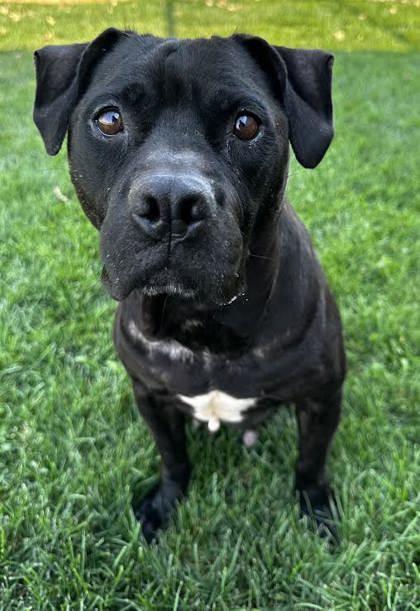 Zara, an adoptable Pit Bull Terrier, Mixed Breed in Caldwell, ID, 83607 | Photo Image 2