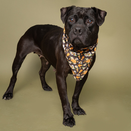 Zara, an adoptable Pit Bull Terrier, Mixed Breed in Caldwell, ID, 83607 | Photo Image 3