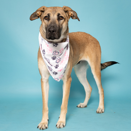 Viola, an adoptable German Shepherd Dog, Mixed Breed in Caldwell, ID, 83607 | Photo Image 1