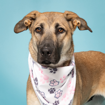 Viola, an adoptable German Shepherd Dog, Mixed Breed in Caldwell, ID, 83607 | Photo Image 2