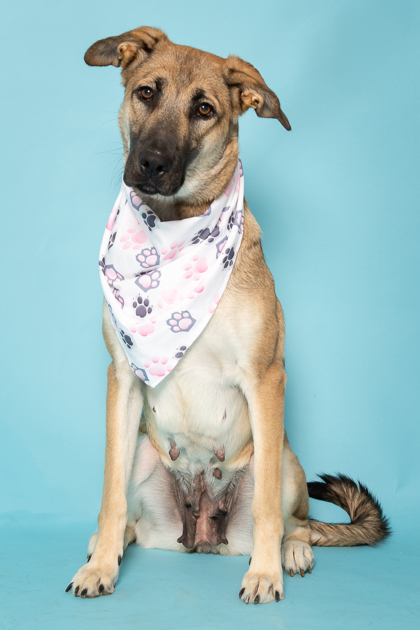 Viola, an adoptable German Shepherd Dog, Mixed Breed in Caldwell, ID, 83607 | Photo Image 3