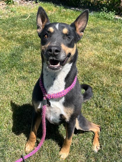 Bucky, an adoptable Shepherd, Mixed Breed in Caldwell, ID, 83607 | Photo Image 1