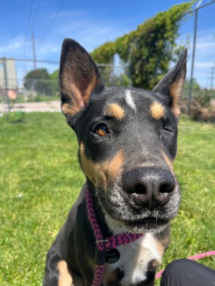 Bucky, an adoptable Shepherd, Mixed Breed in Caldwell, ID, 83607 | Photo Image 2