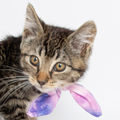 John Lennon, an adoptable Domestic Short Hair in Caldwell, ID, 83607 | Photo Image 2