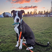 Susie, an adoptable Labrador Retriever, Pit Bull Terrier in Caldwell, ID, 83607 | Photo Image 1