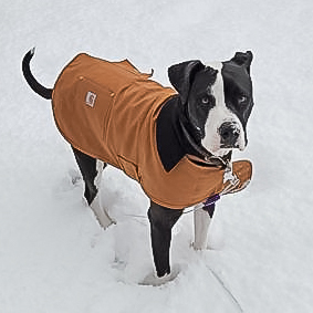 Susie, an adoptable Labrador Retriever, Pit Bull Terrier in Caldwell, ID, 83607 | Photo Image 2