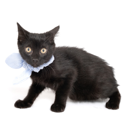 Peter Pan, an adoptable Domestic Short Hair in Caldwell, ID, 83607 | Photo Image 1